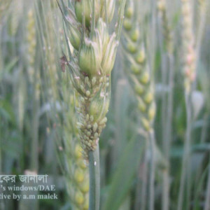 গমের জাবপোকা বা এফিড