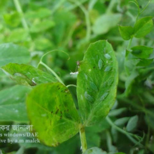 মটরশুঁটির জাবপোকা