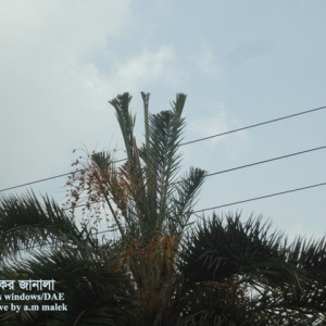 খেজুরের গোবরে পোকা