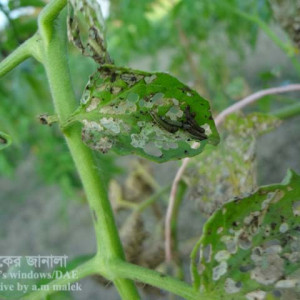 টমেটোর টোবাকো ক্যাটারপিলার