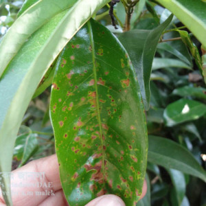 লিচুর পাতার দাগ রোগ