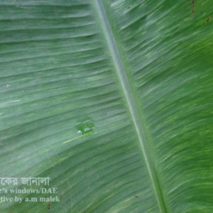 কলার কিউকাম্বার মোজাইক ভাইরাস রোগ