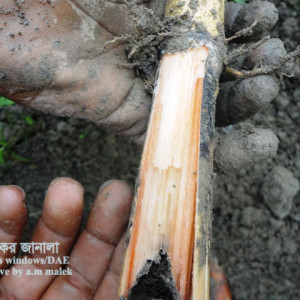 আখের বীজ পঁচা রোগ