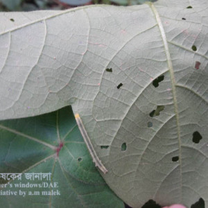 তুলার ঘোড়া পোকা