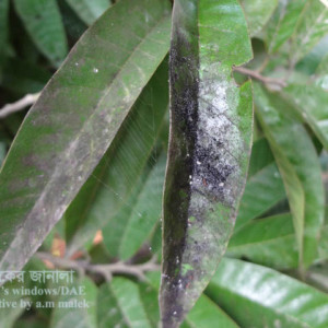 আাতা ফলের শুটিমোল্ড রোগ